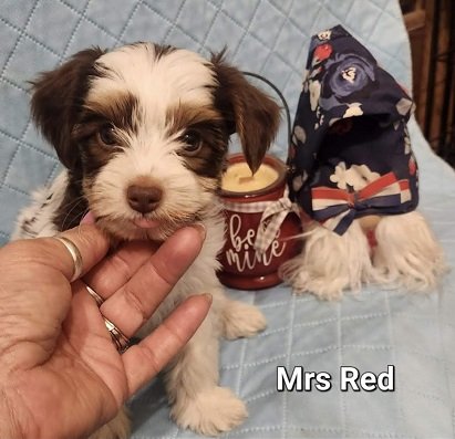 AKC Yorkie Puppy